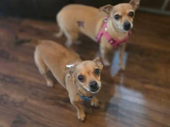 Abby -  Chihuahua Dog for Adoption in Brooksville, Florida - Abby | PetCurious