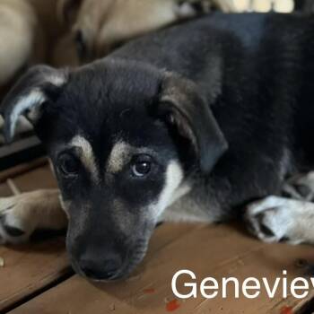 Husky Dogs Available for Adoption - Genevieve | PetCurious