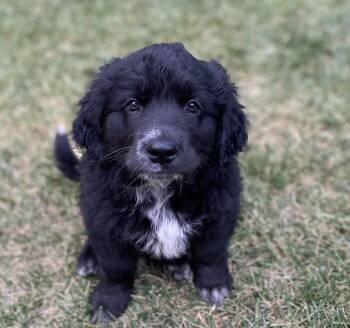 Delilah -  Golden Retriever and Australian Cattle Dog Blue Heeler Dog for Adoption in Sonora, California - Delilah | PetCurious