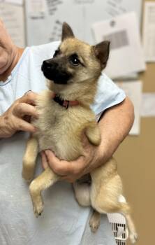 Chihuahua and Pomeranian Dogs Available for Adoption - Coco | PetCurious