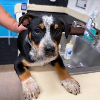 Australian Cattle Dog Blue Heeler and Mixed Breed Dogs Available for Adoption in Ardmore, Oklahoma - Dixie | PetCurious