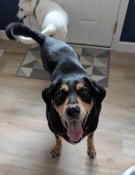 Johnboy -  Coonhound Dog for Adoption in Downers Grove, Illinois - Johnboy | PetCurious
