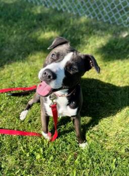 Rescue Pit Bull Terrier Dogs for Adoption in Appleton, Wisconsin - Raquel Rodriguez | PetCurious