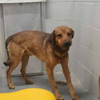 Edward -  Australian Shepherd Dog for Adoption in Kingman, Arizona - Edward | PetCurious