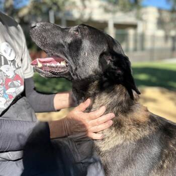 Gaston - ECAS -  Belgian Shepherd Malinois and Mixed Breed Dog for Adoption in Pleasanton, California - Gaston - ECAS | PetCurious