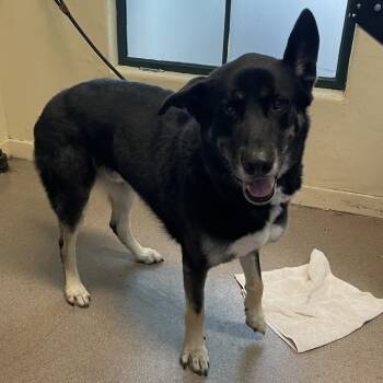 Kevin -  German Shepherd Dog Dog for Adoption in Pasadena, California - Kevin | PetCurious