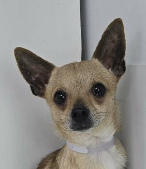 Chihuahua Dogs Available for Adoption - Demetrius | PetCurious