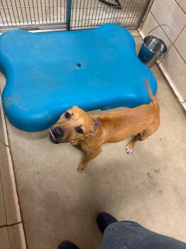 Mixed Breed Dogs Available for Adoption in Bossier City, Louisiana - Wendy | PetCurious