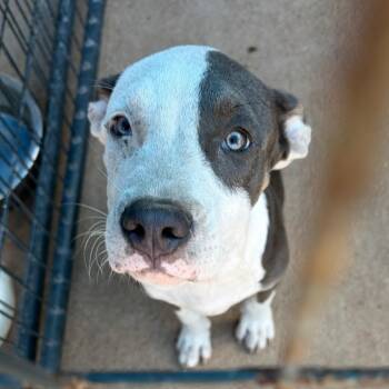 Billy -  Mixed Breed Dog for Adoption in Lake Jackson, Texas - Billy | PetCurious