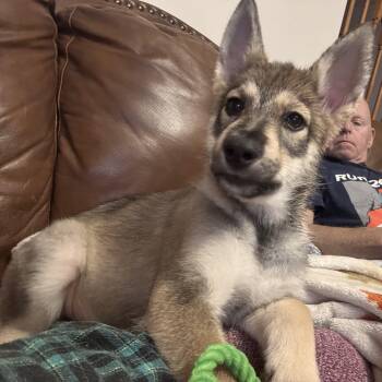 Alaskan Malamute Dogs Available for Adoption - Storm | PetCurious