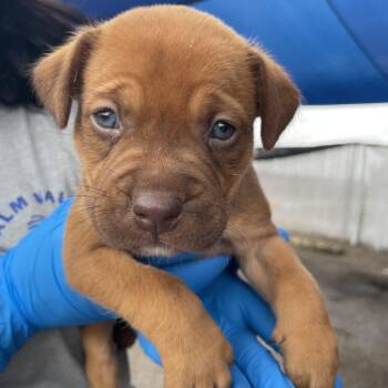 Pit Bull Terrier and Mixed Breed Dogs Available for Adoption in Edinburg, Texas - Madison | PetCurious