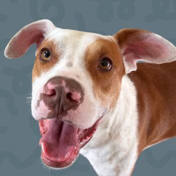 Rescue Pit Bull Terrier Dogs for Adoption in Reno, Nevada - Tyson | PetCurious