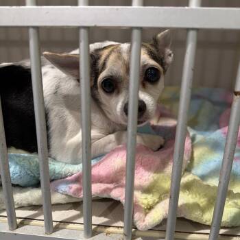 Mixed Breed and Chihuahua Dogs Available for Adoption in Port Charlotte, Florida - Nara | PetCurious