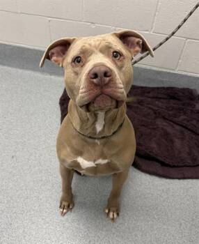 SWEETIE -  Pit Bull Terrier Dog for Adoption in Indianapolis, Indiana - SWEETIE | PetCurious