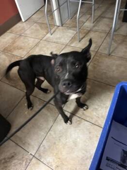 Rescue Mixed Breed Dogs for Adoption in Cincinnati, Ohio - Kipp | PetCurious