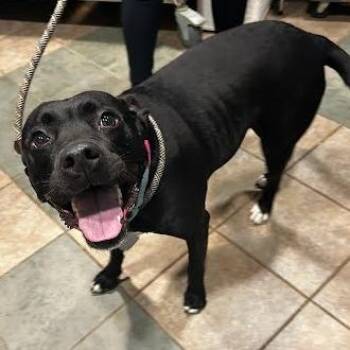 Mixed Breed Dogs Available for Adoption in Chattanooga, Tennessee - Mazey (Owned Name) | PetCurious