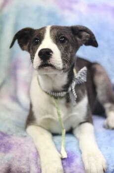 Catahoula Leopard Dog Dogs Available for Adoption - Alice In NH! Come Meet Our Adoptable Dogs Wednesday-Saturday. Mo | PetCurious
