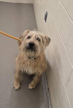Terrier and Mixed Breed Dogs Available for Adoption in Hagerstown, Maryland - TERRY | PetCurious