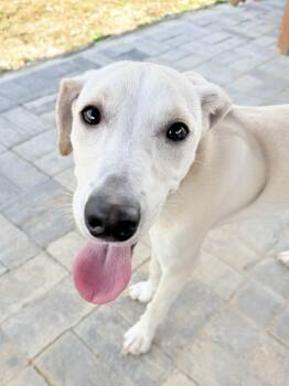 Samson -  Jack Russell Terrier Dog for Adoption in Uxbridge, Massachusetts - Samson | PetCurious