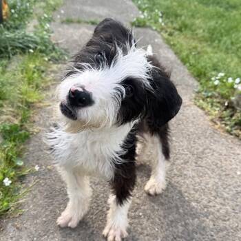 Mazie -  Australian Shepherd and Poodle Dog for Adoption in Little Rock, Arkansas - Mazie | PetCurious