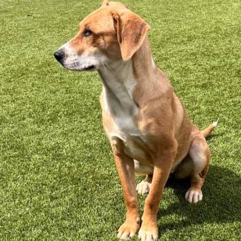 Mavis 2348 -  Hound Dog for Adoption in Loxahatchee Groves, Florida - Mavis 2348 | PetCurious
