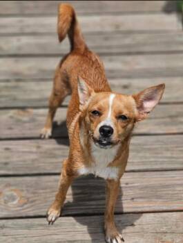 Binxy Chi3 -  Chihuahua Dog for Adoption in South Kingstown, Rhode Island - Binxy Chi3 | PetCurious