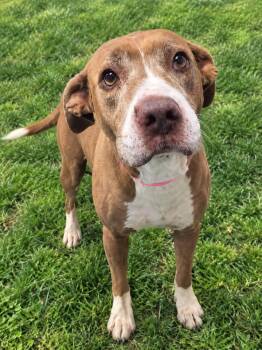 Sandy -  Hound Dog for Adoption in Orangeburg, South Carolina - Sandy | PetCurious