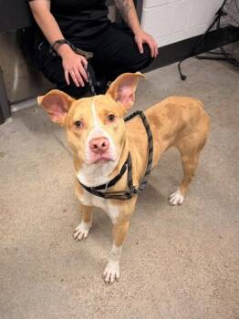 Breeze -  Pit Bull Terrier Dog for Adoption in Cleveland, Ohio - Breeze | PetCurious