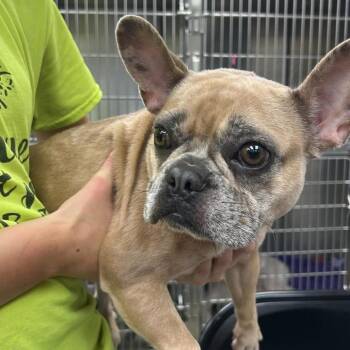 Hazel -  French Bulldog Dog for Adoption in Fredericksburg, Virginia - Hazel | PetCurious