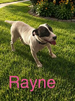 Rayne -  Pit Bull Terrier Dog for Adoption in Zimmerman, Minnesota - Rayne | PetCurious