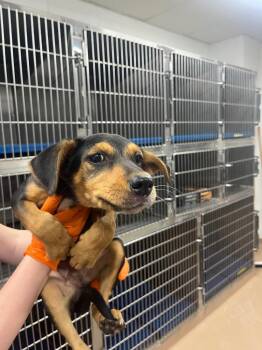 Camo -  Australian Cattle Dog Blue Heeler Dog for Adoption in Nacogdoches, Texas - Camo | PetCurious