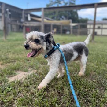 Branson James -  Miniature Poodle Dog for Adoption in Houston, Texas - Branson James | PetCurious