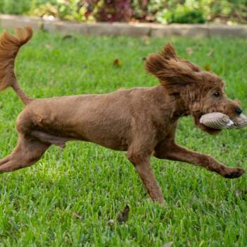 Bobby -  Miniature Poodle and Golden Retriever Dog for Adoption in Santa Fe, Texas - Bobby | PetCurious