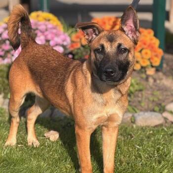 Harper -  German Shepherd Dog Dog for Adoption in Batavia, New York - Harper | PetCurious