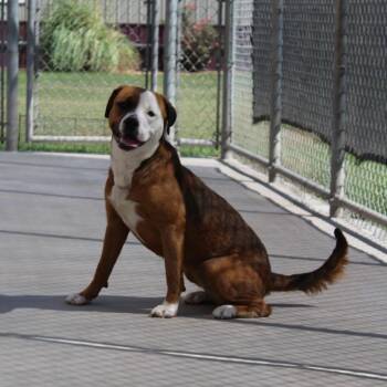 Nala -  Pit Bull Terrier Dog for Adoption in Mcpherson, Kansas - Nala | PetCurious