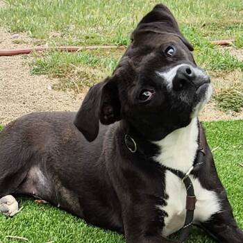 Pug and Pit Bull Terrier Dogs Available for Adoption in Burbank, California - Rose | PetCurious