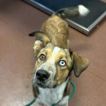 Hammy -  Australian Cattle Dog Blue Heeler and Border Collie Dog for Adoption in Dublin, California - Hammy | PetCurious