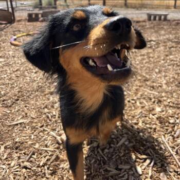 Grain Free (Nugget) -  Mixed Breed Dog for Adoption in Moab, Utah - Grain Free (Nugget) | PetCurious