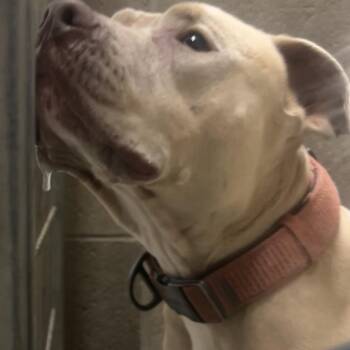 Pit Bull Terrier Dogs Available for Adoption in Yuma, Arizona - Hope | PetCurious