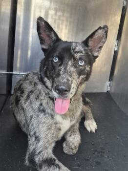 SHRIMPINA CHARLIE -  Australian Cattle Dog Blue Heeler Dog for Adoption in San Antonio, Texas - SHRIMPINA CHARLIE | PetCurious