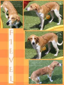 Hound and Mixed Breed Dogs Available for Adoption in Kenansville, North Carolina - Fievel | PetCurious