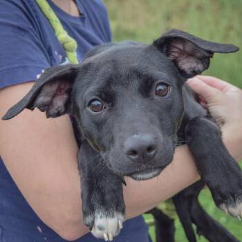Camila -  Black Labrador Retriever and Border Collie Dog for Adoption in Huntley, Illinois - Camila | PetCurious