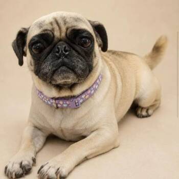 MAGGIE -  Pug Dog for Adoption in Graham, Washington - MAGGIE | PetCurious