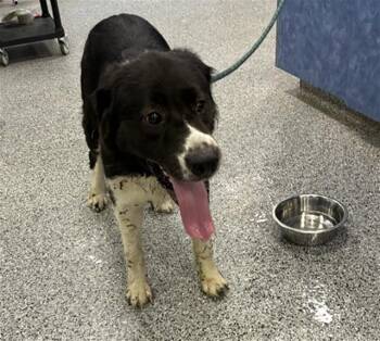 A138799 -  Great Pyrenees and Mixed Breed Dog for Adoption in Palmetto, Florida - A138799 | PetCurious