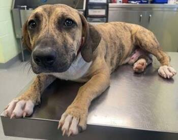 Mr. Snuggle Bug -  Mixed Breed Dog for Adoption in Blountville, Tennessee - Mr. Snuggle Bug | PetCurious