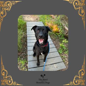 Sonny -  Black Labrador Retriever and Mixed Breed Dog for Adoption in Cumberland, Rhode Island - Sonny | PetCurious