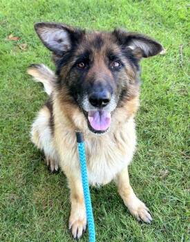 German Shepherd Dog Dogs Available for Adoption in Sacramento, California - VELMA | PetCurious