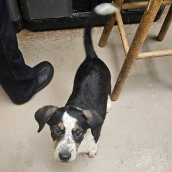 Biscotti- AWS -  Mixed Breed Dog for Adoption in New York, New York - Biscotti- AWS | PetCurious