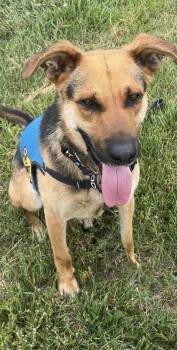Jones -  German Shepherd Dog and Mixed Breed Dog for Adoption in Heathsville, Virginia - Jones | PetCurious