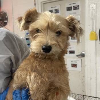 Terrier Dogs Available for Adoption in Edinburg, Texas - Jovita | PetCurious